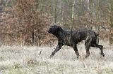 CANE CORSO 793